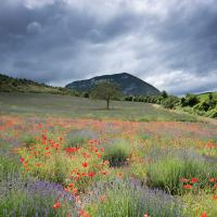 Lavandes et coquelicots